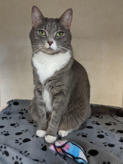 Pet of the Week: Alice