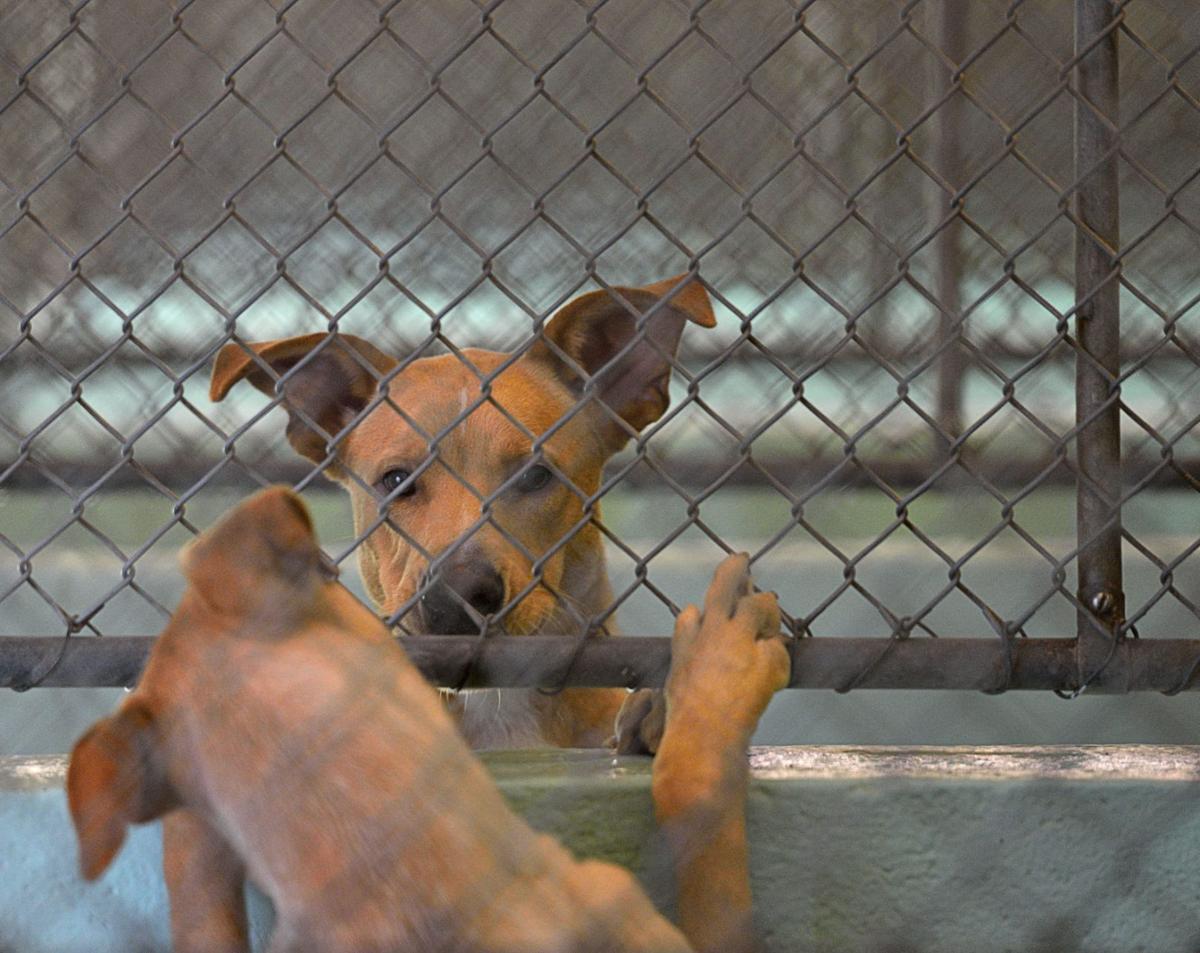 Guilford County Animal Shelter Adoptathon Gallery