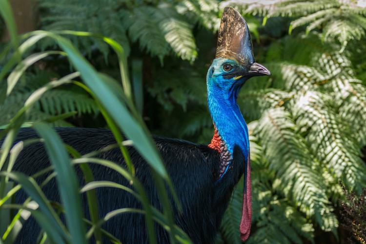 Cassowary