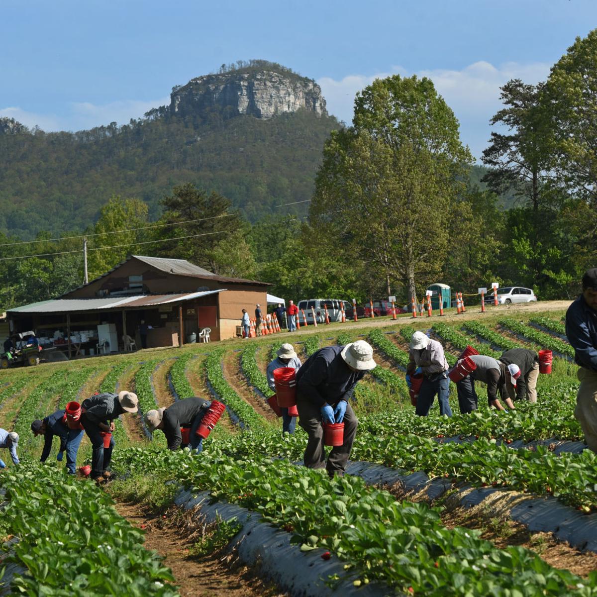 Advocates For Migrant Farm Workers Urge State And Federal Agencies To Protect Workers From Covid 19 Local News Greensboro Com