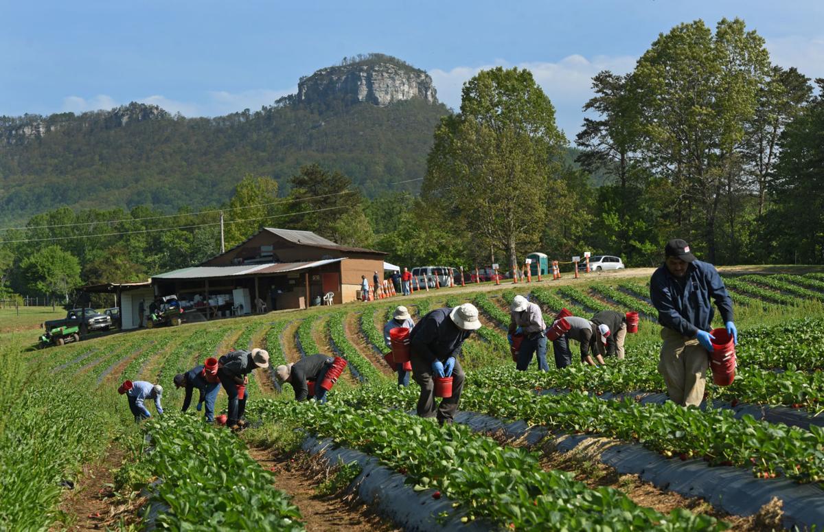 Advocates For Migrant Farm Workers Urge State And Federal Agencies To Protect Workers From Covid 19 Local News Greensboro Com