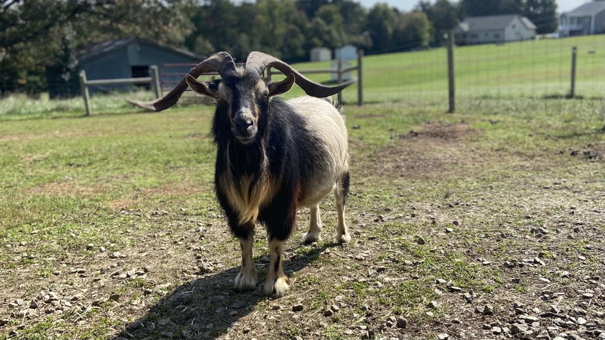 Pet of the Week: Houdini