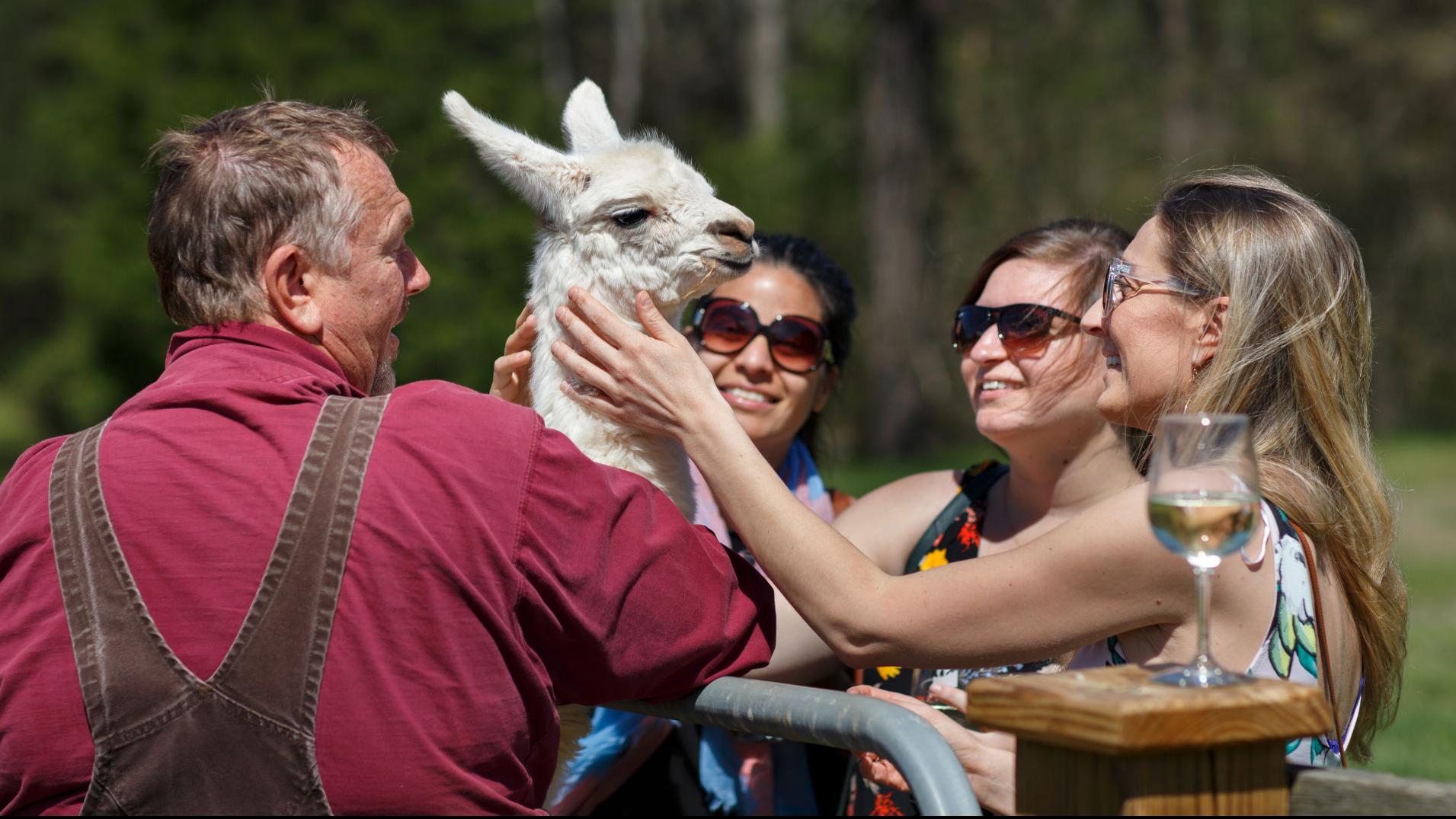 Friends Run Winery With Llama Farm At Divine Llama Vineyards 1808 Greensboro Greensboro Com