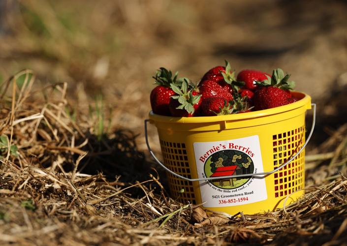 Where to go pick your own strawberries in Greensboro