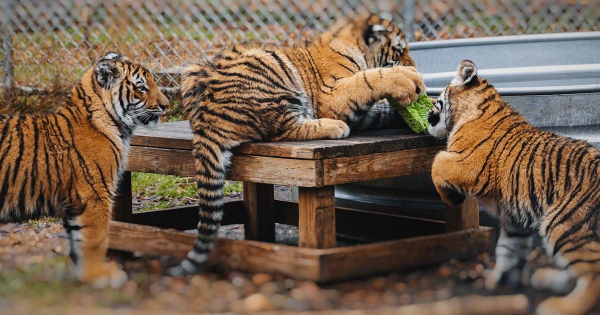 Sibling tiger cubs reunited at Animal Park at the Conservators Center ...