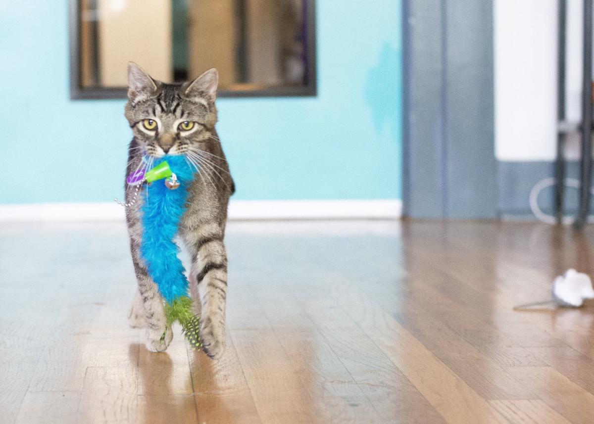 First cat cafe coming to Winston Salem Dining First cat cafe coming to Winston Salem Dining