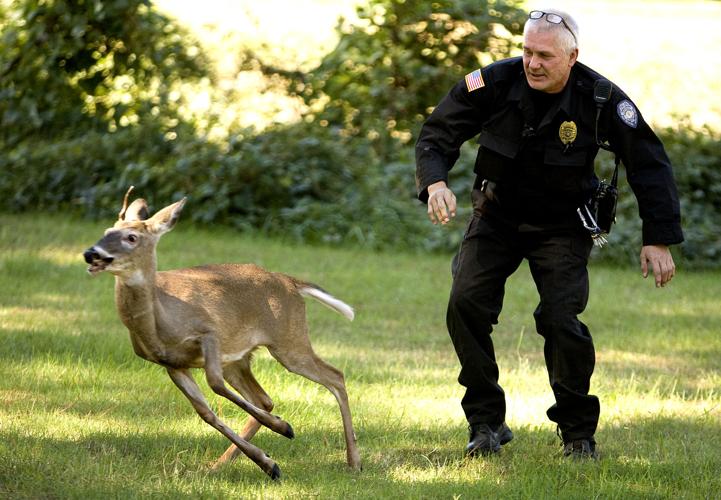 Oh Deer, you shouldn't have
