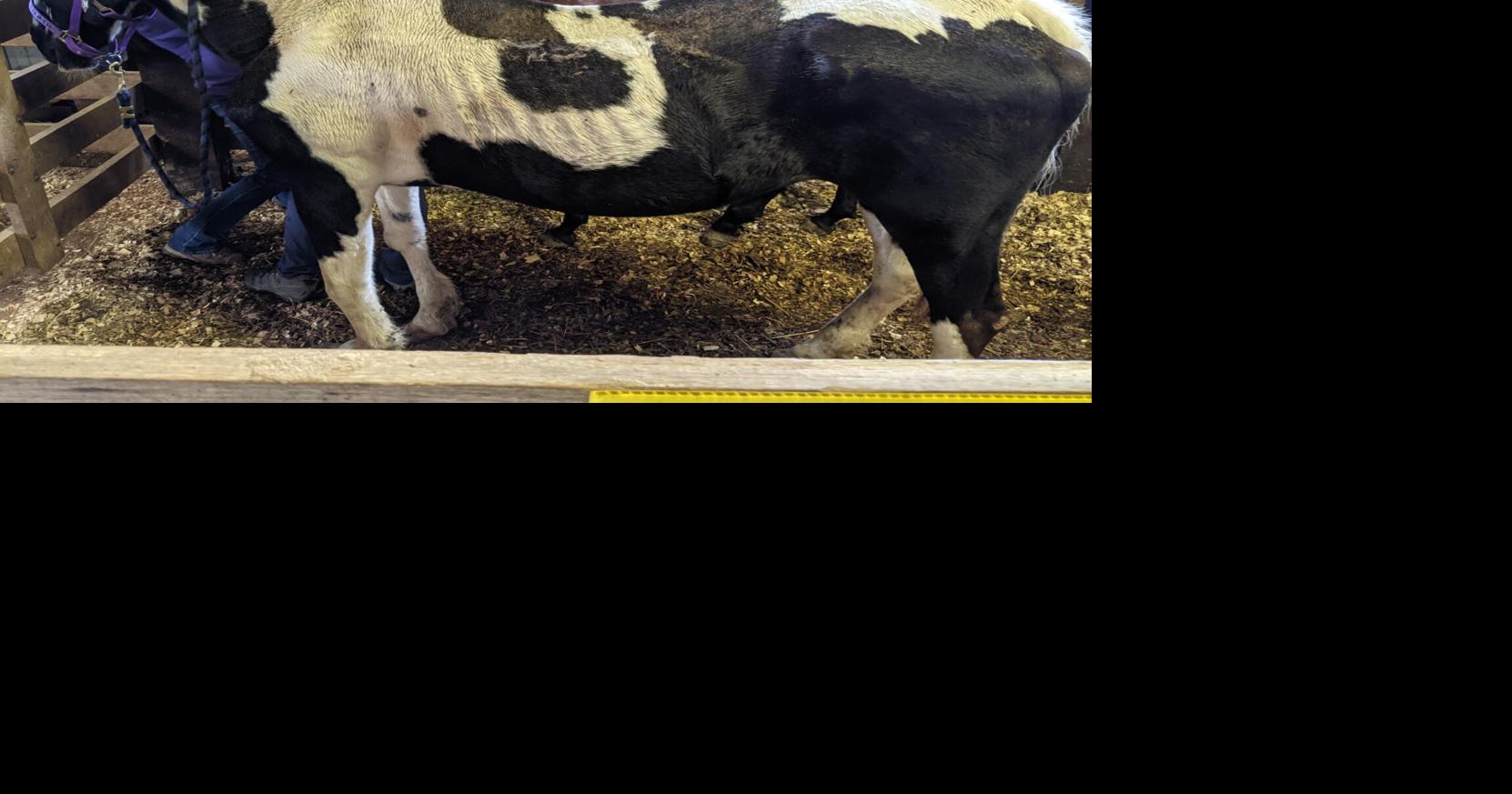 NC owner of seized horses charged with animal abuse/cruelty