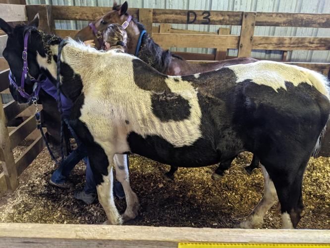 Horses 1.jpg