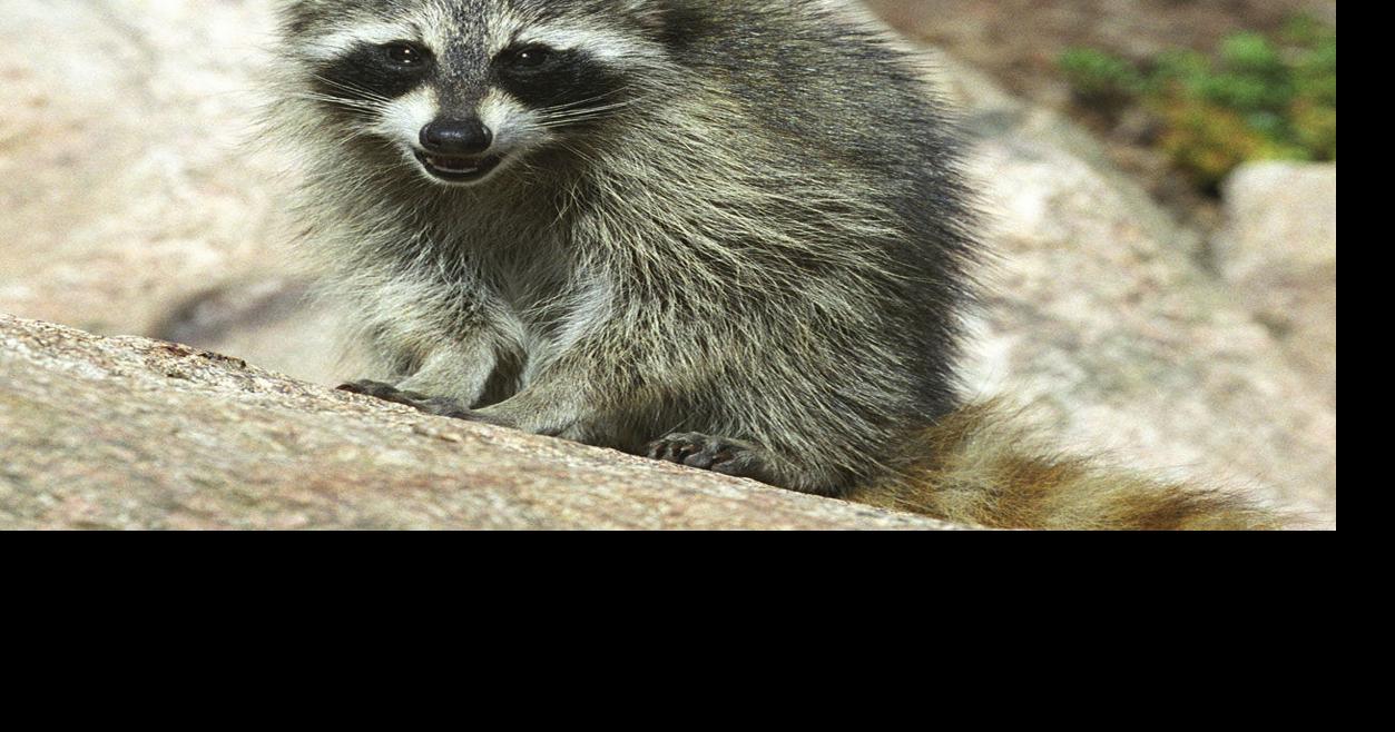 Racoon tests positive for rabies in Guilford County NC