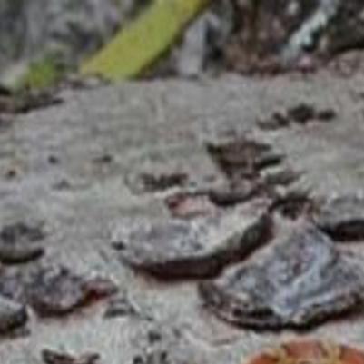 Florida Woman Let Snake Bite Baby As Learning Opportunity Video National News Greensboro Com