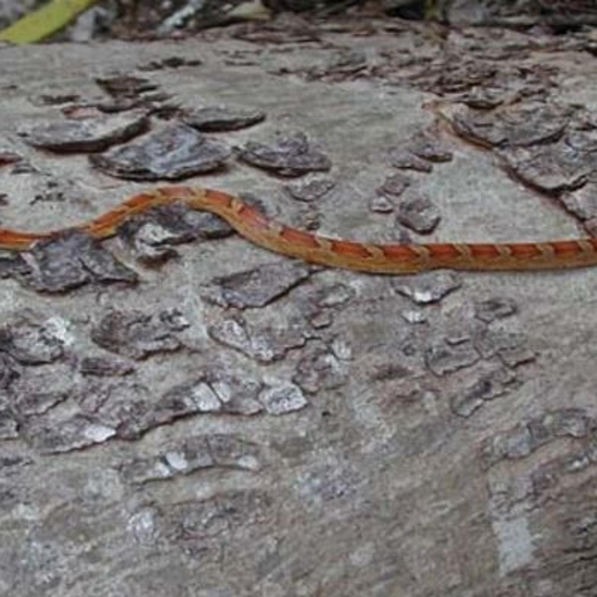Florida Woman Let Snake Bite Baby As Learning Opportunity Video National News Greensboro Com