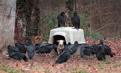 01_rb_vultures and pit bull 123014.jpg