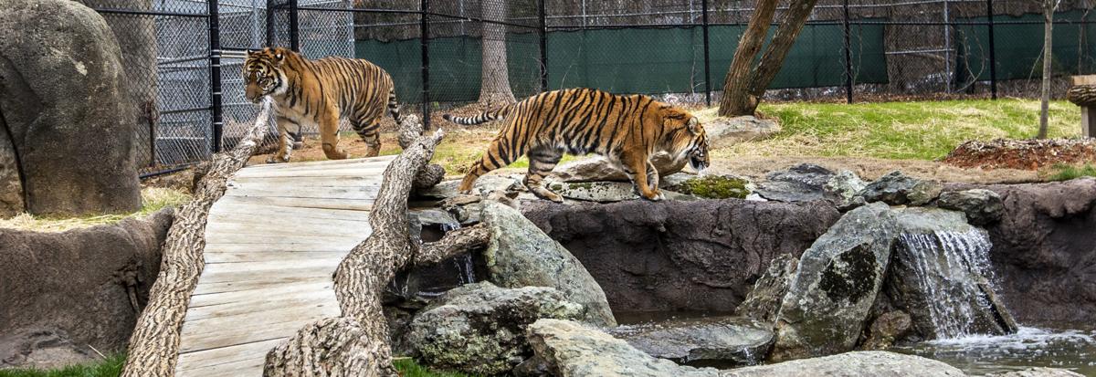 New Cats In Town Z No Digital Greensboro Com It's jogawar in the disguise of a tiger!!! greensboro com