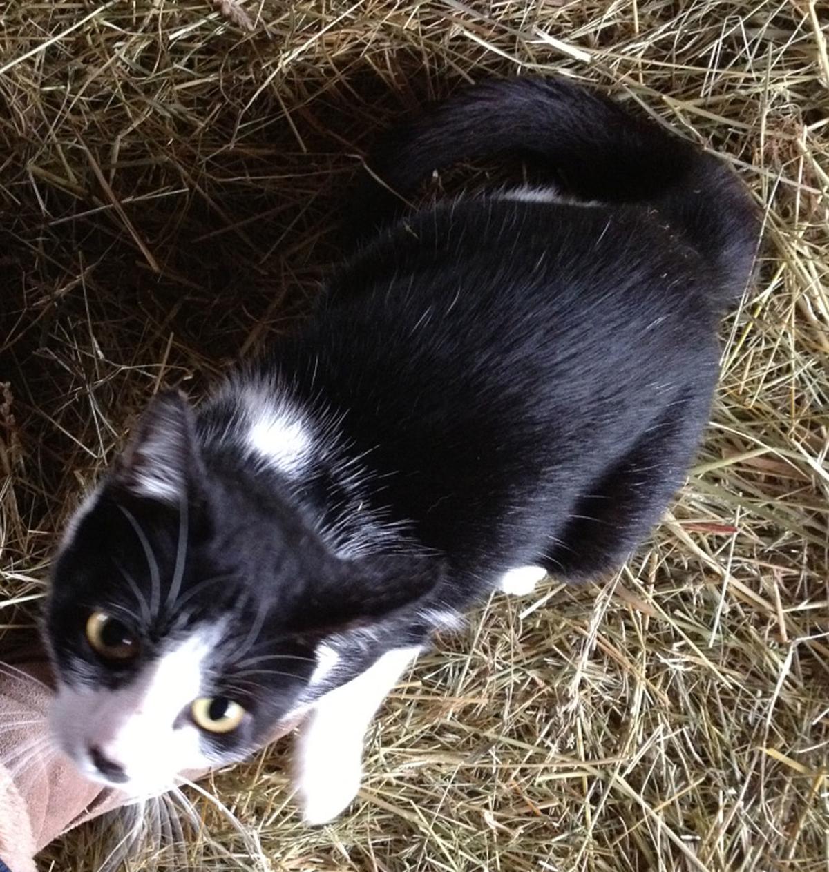 Pet Shop There S Nothing Wrong With Cats Who Live Outdoors Blog
