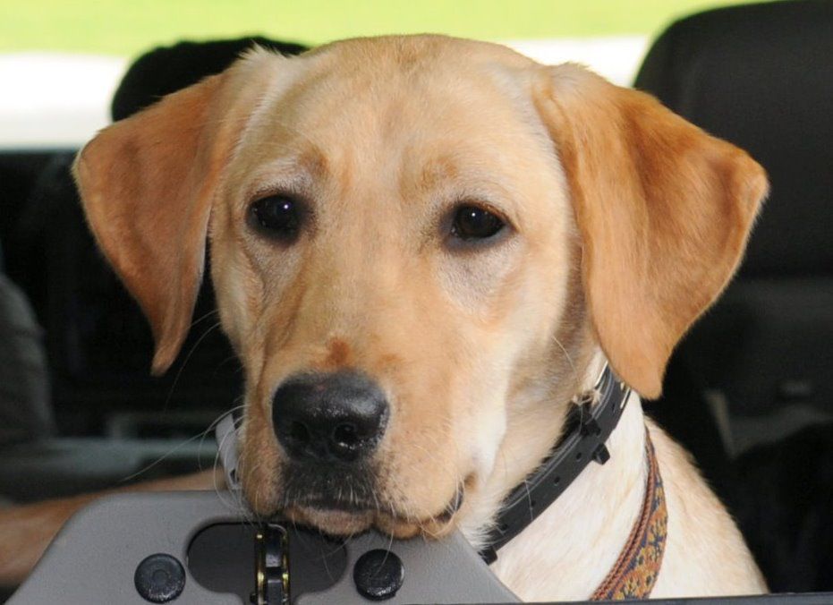 accelerant detection canine for sale