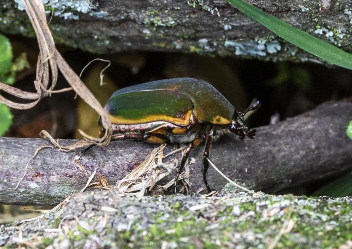The buzz about those green June beetles swarming Triad yards