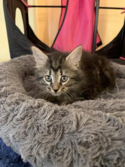 Pet of the Week: Cody