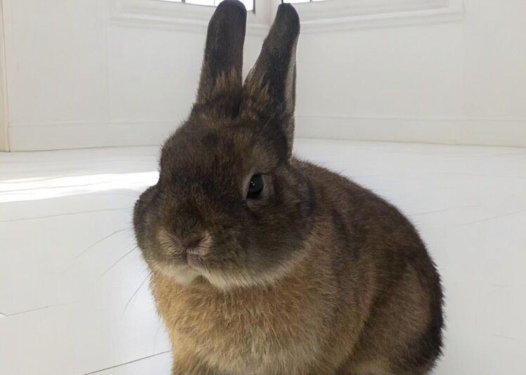Pet of the Week: Peter the Rabbit