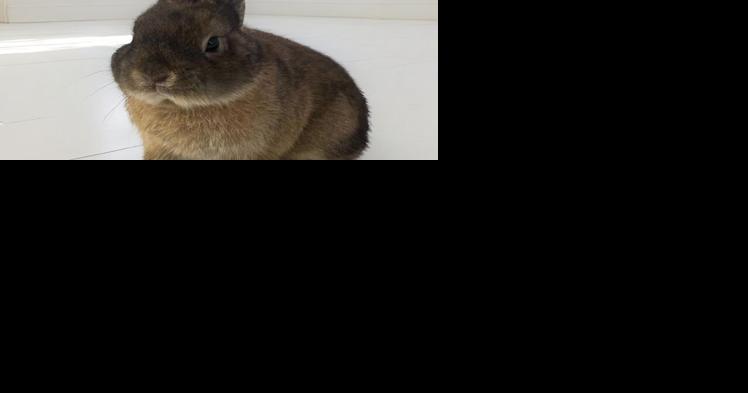 Pet of the Week: Peter the Rabbit - Vimarsana News