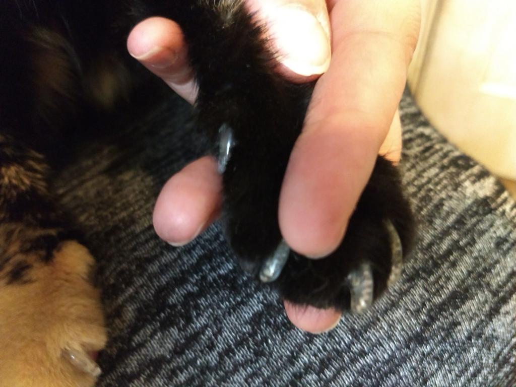 The Pet Shop No Collar For This Cat Blog The Pet Shop