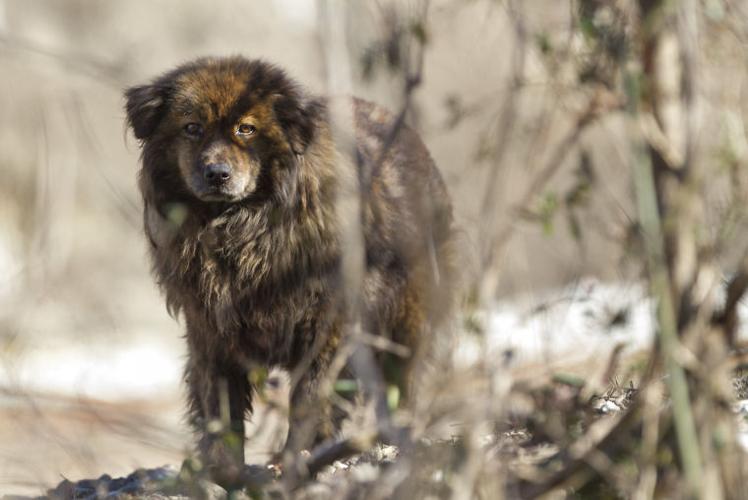 Homeless camp shares with abandoned dog 