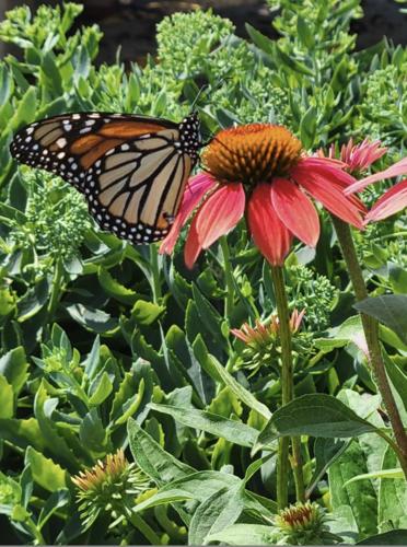 Monarch on Red Coneflower