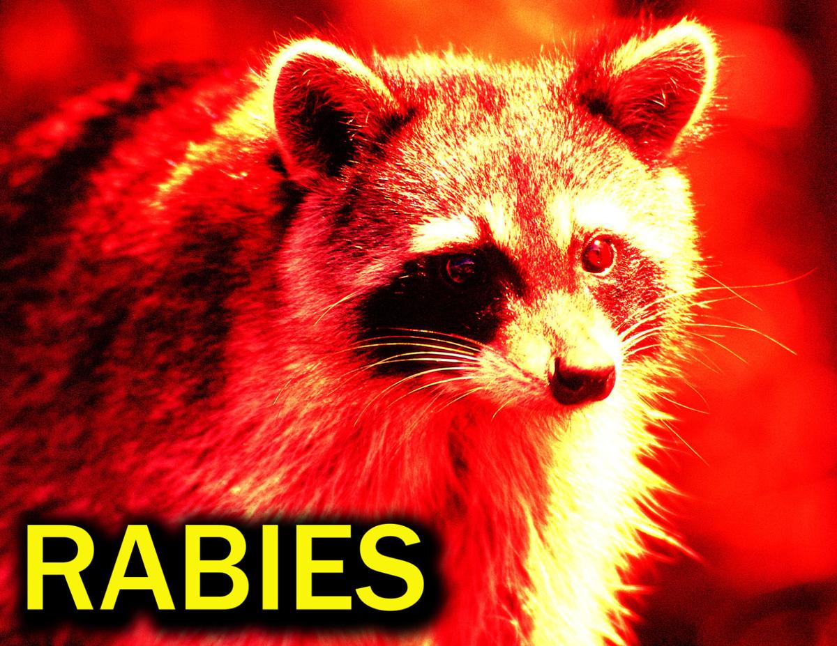 rabies raccoon