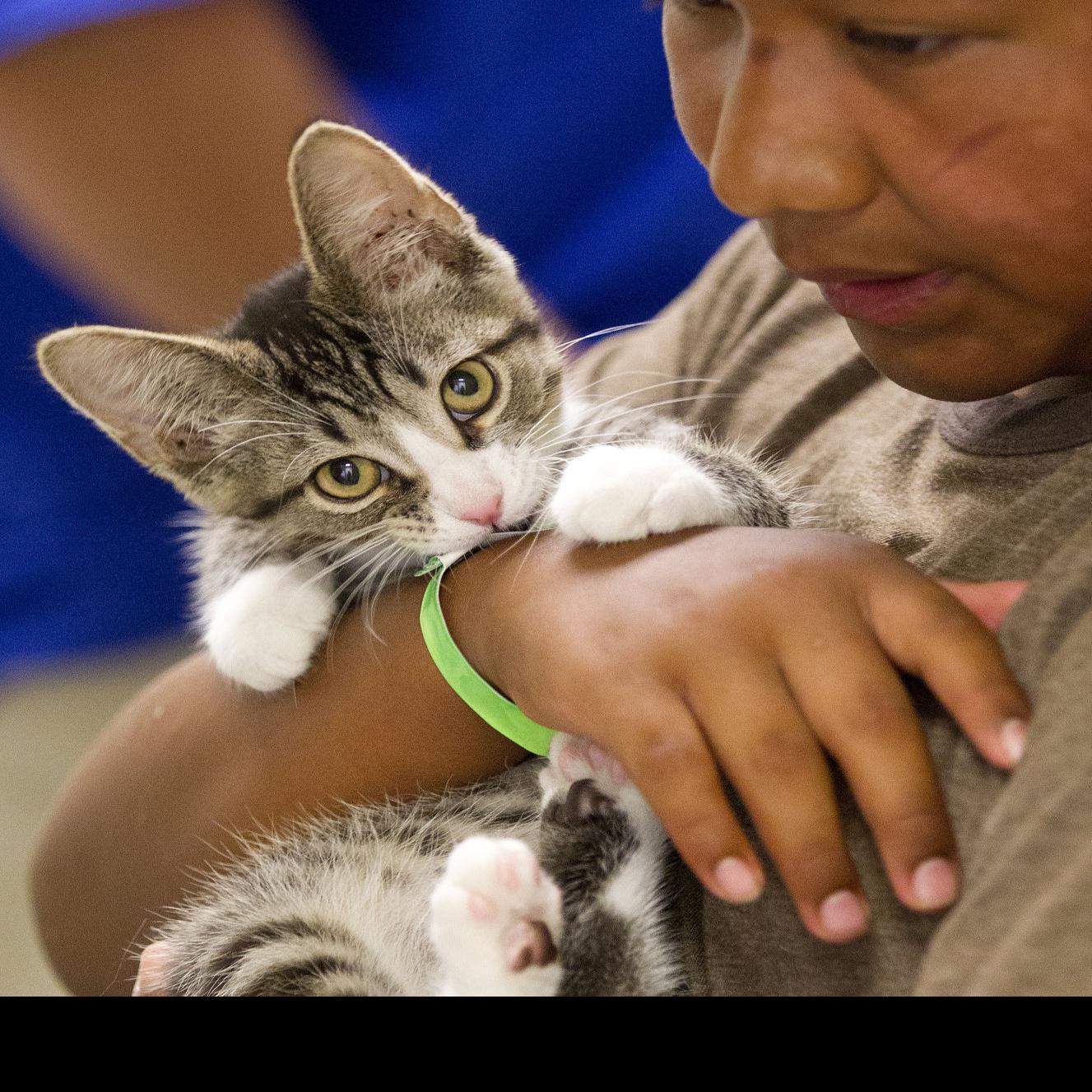 Guilford Animal Shelter Drops Adoption Fees For All Cats State