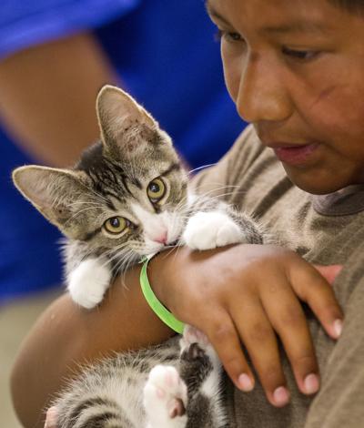 Guilford Animal Shelter Drops Adoption Fees For All Cats State