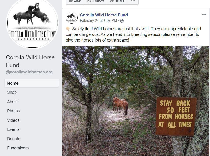 It S Mating Season For Outer Banks Wild Horses And The Brawls Are Savage Experts Say Local News Greensboro Com