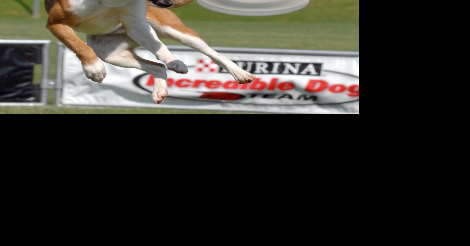 Purina Dog Team Showcases Amazing Talent at RiverFest |  Rockingham now