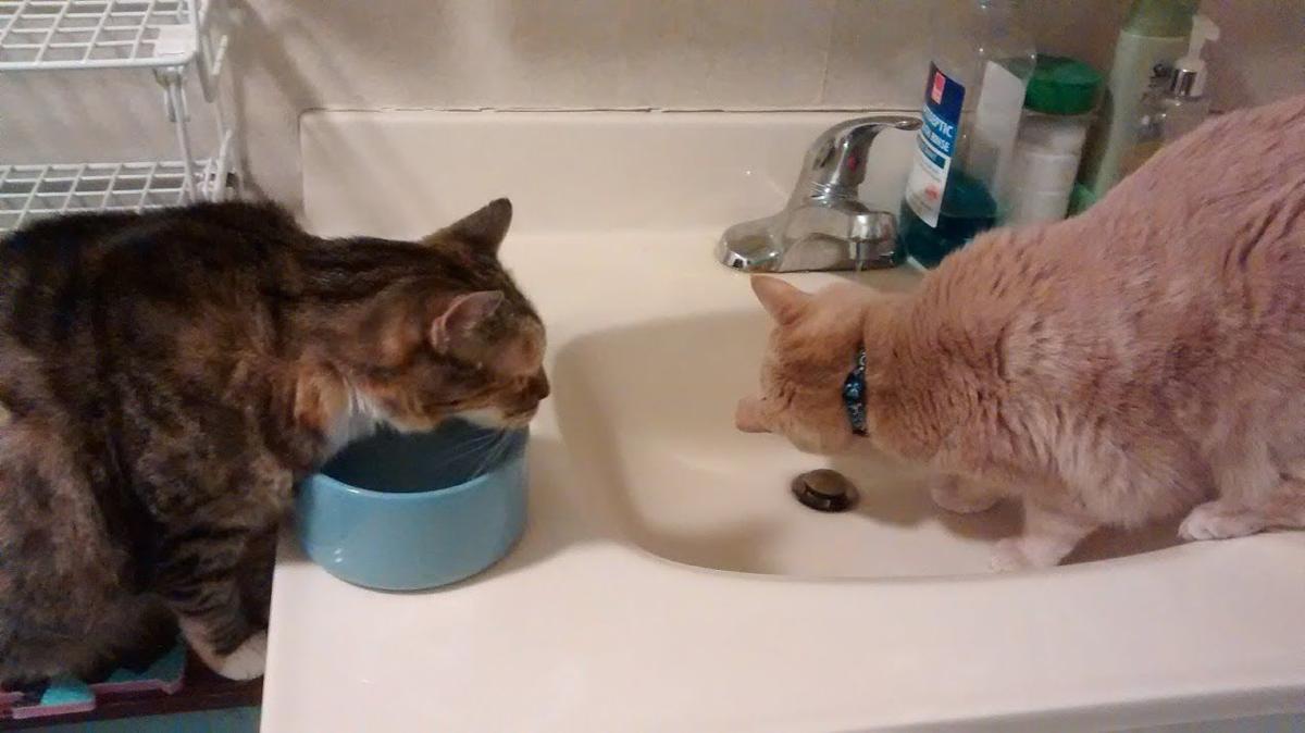 Cats Favorite Watering Hole Is The Bathroom Sink The