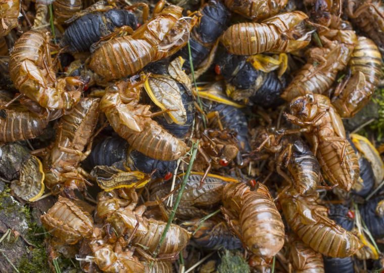 Cicada invasion creates "Swarmageddon" | News | greensboro.com