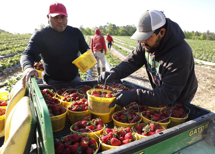 Where to go pick your own strawberries in Greensboro