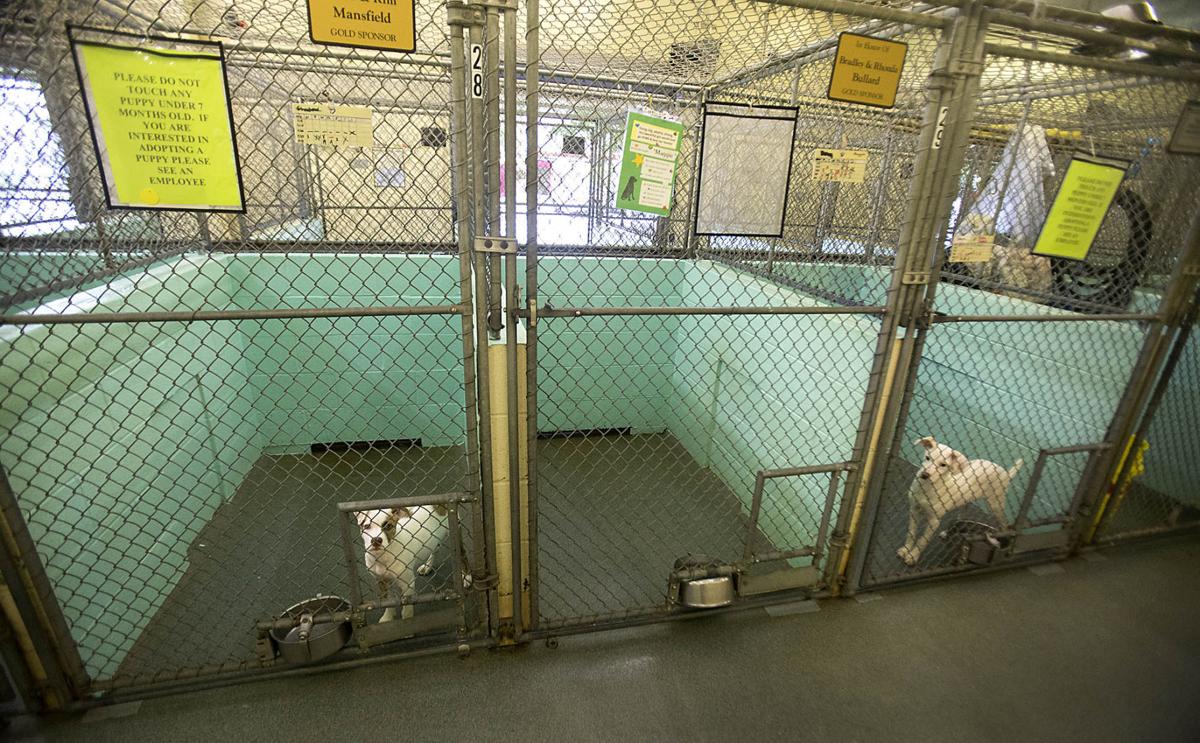 Guilford and Davidson County animal shelters fined $300,000 for animal abuse