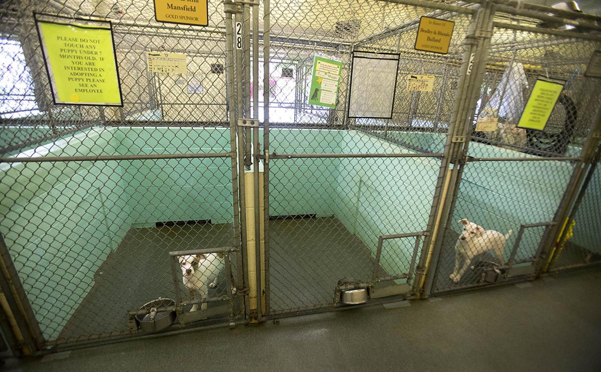 Guilford and Davidson County animal shelters fined $300,000 for animal abuse Guilford and Davidson County animal shelters fined $300,000 for animal abuse