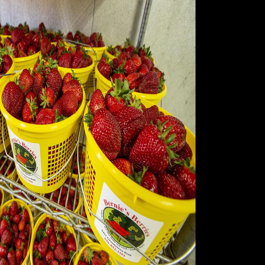 21 N C Strawberry Season Is Underway State And Regional News Greensboro Com