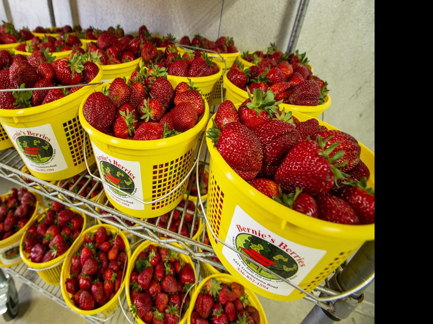 21 N C Strawberry Season Is Underway State And Regional News Greensboro Com