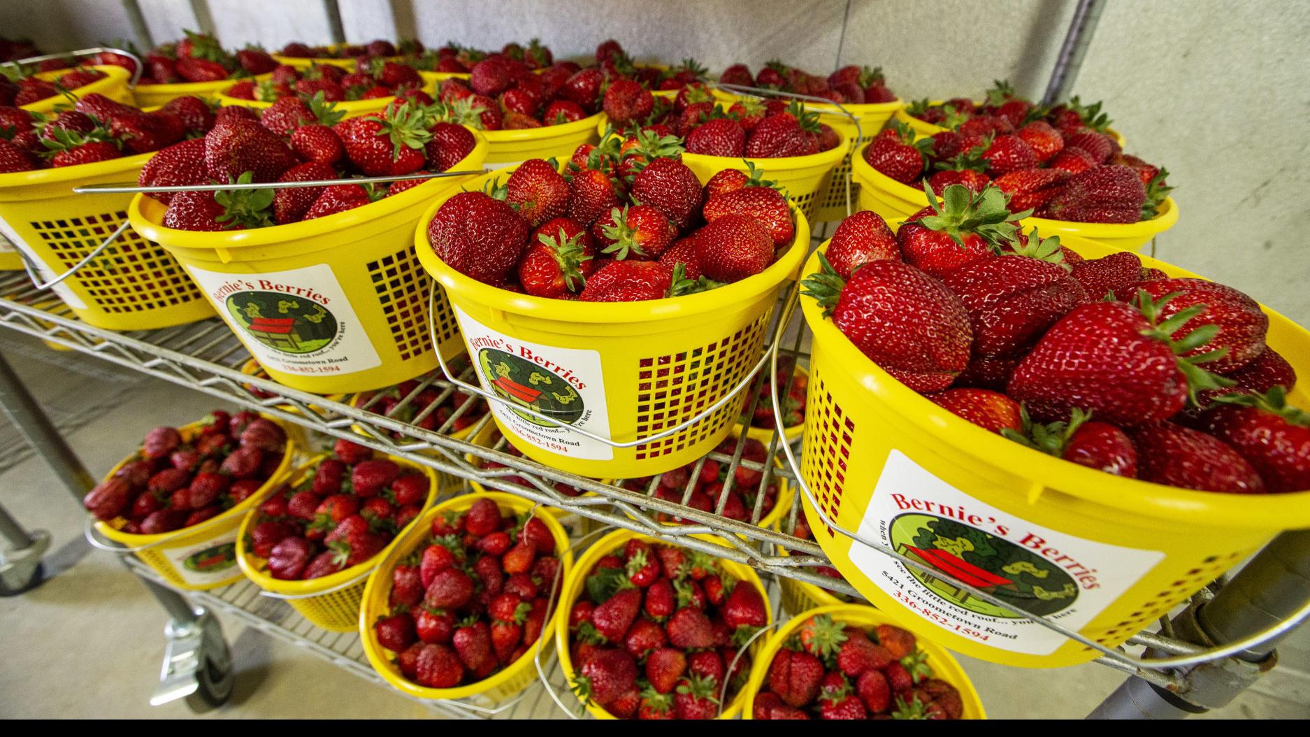 21 N C Strawberry Season Is Underway State And Regional News Greensboro Com