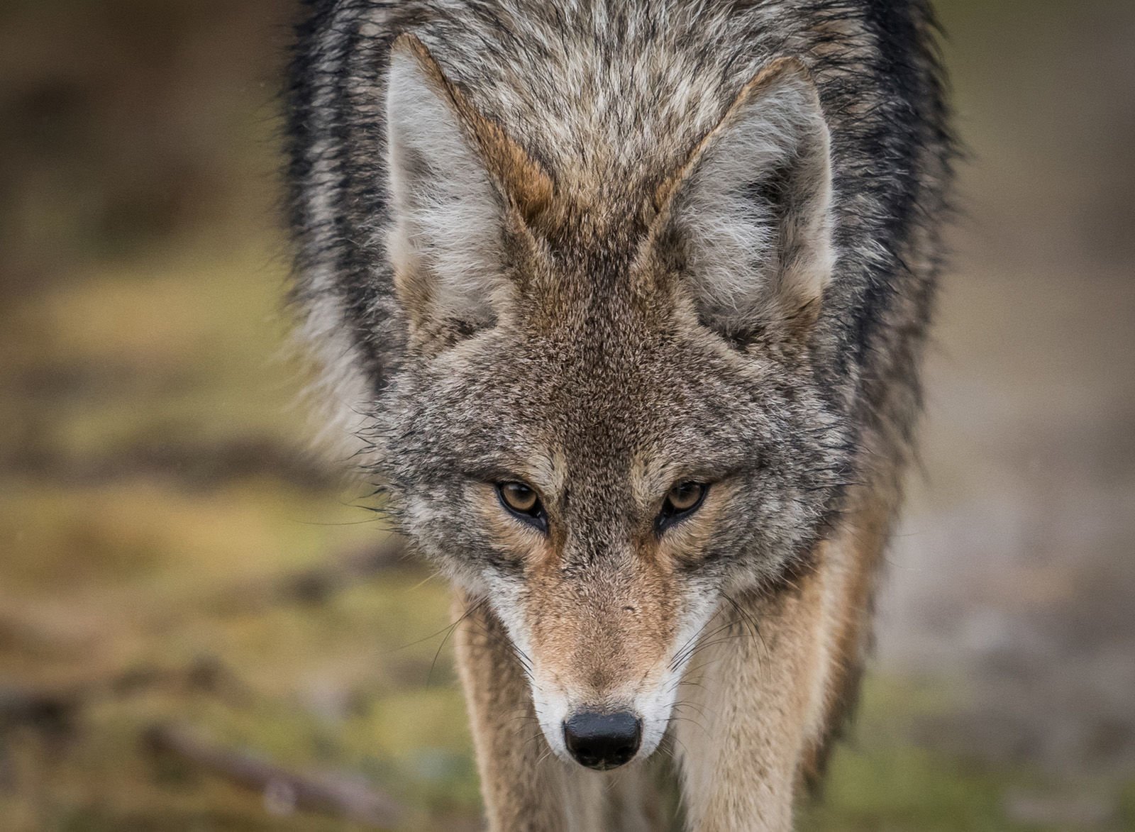 Call of the wild: Recent coyote sightings around Charlotte has