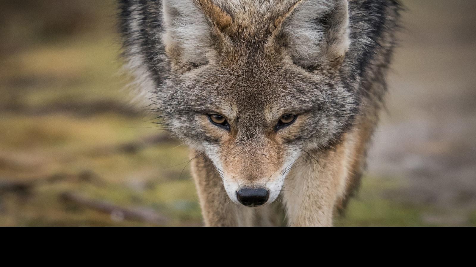 Dark Truth Study Of Feces From This Species Shows They Eat Well