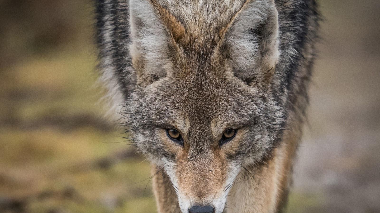 Dark Truth Study Of Feces From This Species Shows They Eat Well