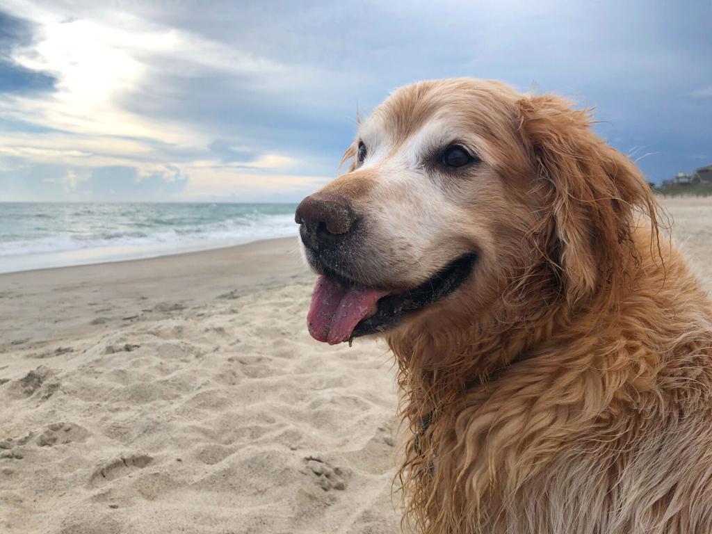 Obituary Honors Charlie The Golden Retriever That Loved Everything Except Stairs It Went Viral National News Greensboro Com