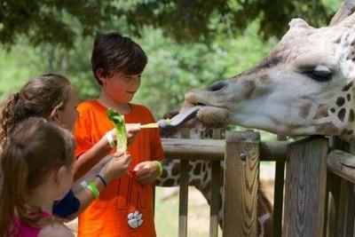 N.C. Zoo