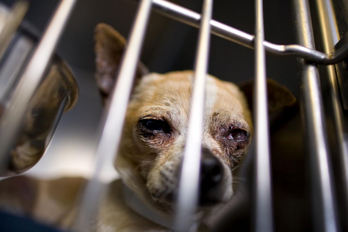 97 Dogs Seized At Kennel Latest News Greensboro Com 97 Dogs Seized At Kennel Latest News Greensboro Com
