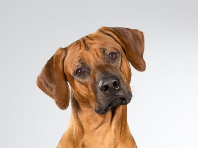 Dog head tilt