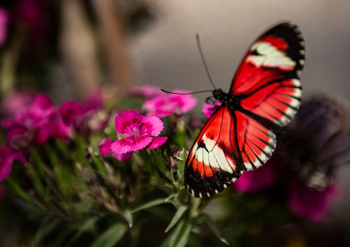 Photos NC Zoo's Kaleidoscope Butterfly Garden