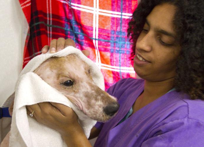 Animal Shelter