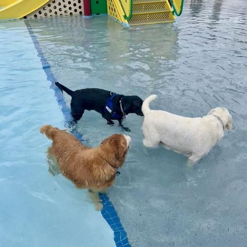 More Than 60 Dogs Make a Splash at the 2026 Dog Day at the Pool